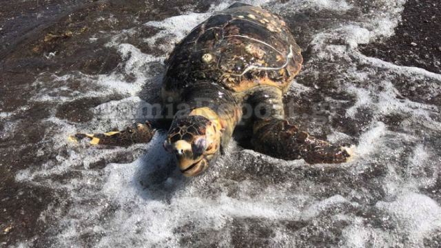 Νεκρή χελώνα καρέτα - καρέτα στις Ράχες