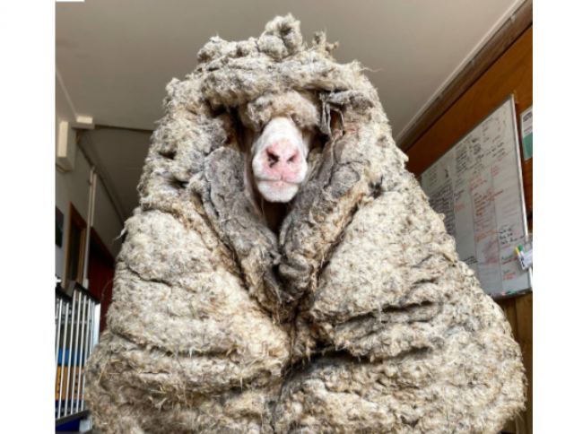 Κάτω από αυτή την άμορφη μάζα κρυβόταν ένα πρόβατο - Του αφαίρεσαν 35 κιλά μαλλί! (ΦΩΤΟ - ΒΙΝΤΕΟ)