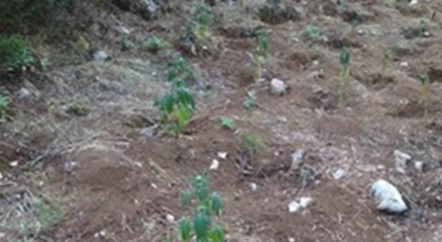 Φθιώτιδα: Εντοπίστηκε «ορφανή» φυτεία με 148 δενδρύλλια