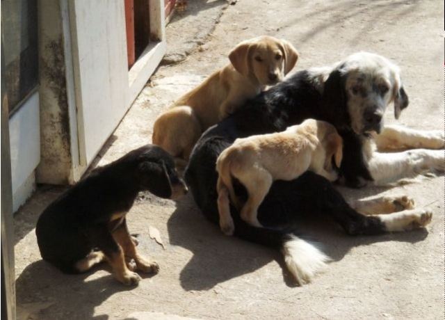 Δωρεάν στειρώσεις και τσιπ σε ζώα από το Φιλοζωικό Σύλλογο και το Δήμο Λαμίας