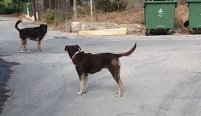 Φθιώτιδα: Σκυλιά επιτέθηκαν και τραυμάτισαν ηλικιωμένο και το σκυλάκι του