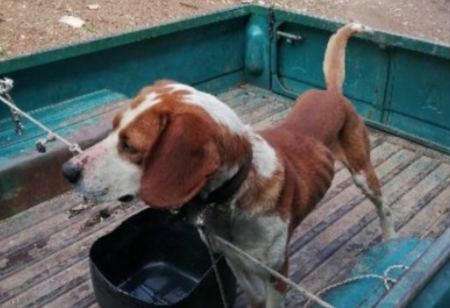 Χάθηκε σκυλάκος στα Κάτω Καλύβια στη Λαμία