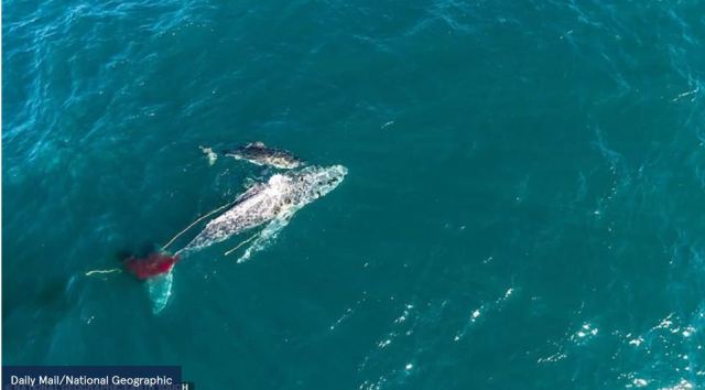 Η συγκλονιστική στιγμή που λευκός καρχαρίας επιτίθεται και σκοτώνει τεράστια φάλαινα (Εικόνες)
