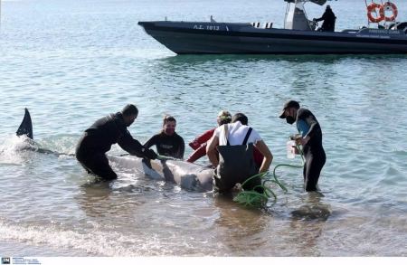 Απομακρύνθηκε από μόνη της προς την ανοιχτή θάλασσα η μικρή φάλαινα – Τελευταία είχε προσεγγίσει τη Σαλαμίνα