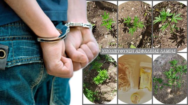 Ελάτεια: Σύλληψη για καλλιέργεια δενδρυλλίων