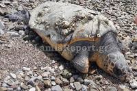 Νεκρή θαλάσσια χελώνα σε παραλία της Φθιώτιδας