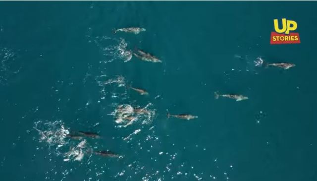 Θεολόγος Φθιώτιδας: Οι τουρίστες φεύγουν, η αγέλη δελφινιών επιστρέφει - ΒΙΝΤΕΟ