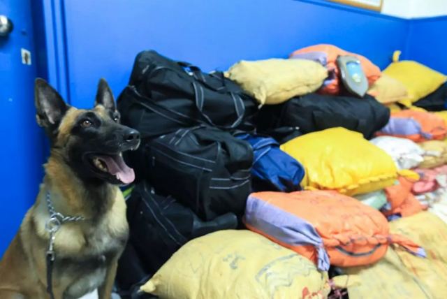Ο σκύλος της Αστυνομίας βρήκε 47 κιλά κάνναβης στο Κιλκίς