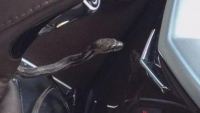Φίδι "τρύπωσε" σε αυτοκίνητο, δάγκωσε τον οδηγό και προκάλεσε τροχαίο