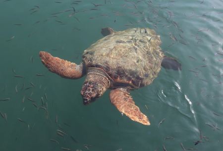 Ρεκόρ σε φωλιές θαλάσσιας χελώνας Caretta-caretta στη Ζάκυνθο - 1.800 φέτος