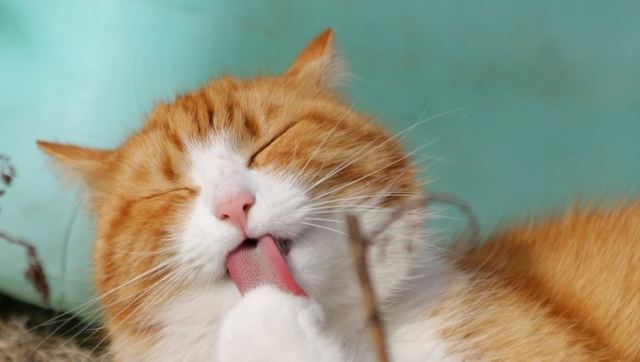 Κινεζική μελέτη: Να μπαίνουν σε καραντίνα οι γάτες για να μην γίνουν υπερμεταδότες κορωνοϊού