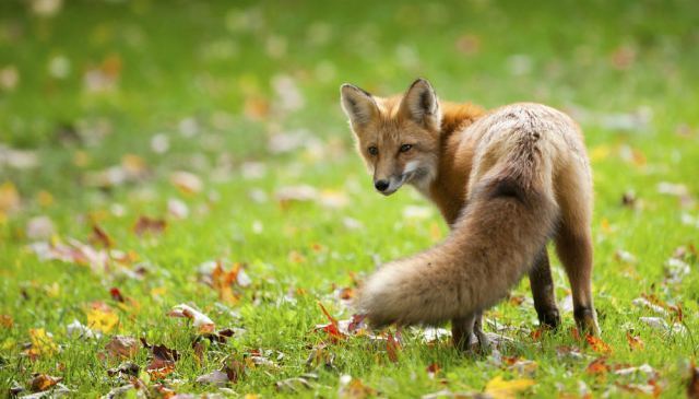 Προσοχή! Ξεκινά το Πρόγραμμα εμβολιασμού άγριων ζώων κατά της λύσσας