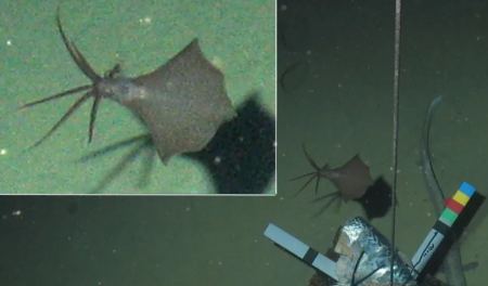 Καλαμάρι εντοπίστηκε σε βάθος 6.200 μέτρων κάτω από την επιφάνεια της θάλασσας - Δείτε εικόνες
