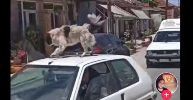 Έβαλαν σκύλο στην οροφή αυτοκινήτου εν κινήσει για να σπάσουν πλάκα - ΒΙΝΤΕΟ