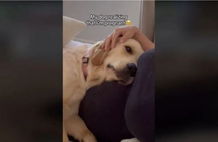 Βίντεο: H τρυφερή στιγμή που σκυλίτσα συνειδητοποιεί ότι η ιδιοκτήτριά της είναι έγκυος