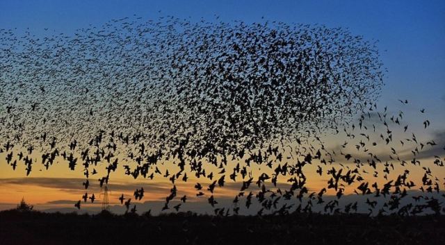 Φθιώτιδα: Σμήνος πουλιών προκάλεσε τροχαίο