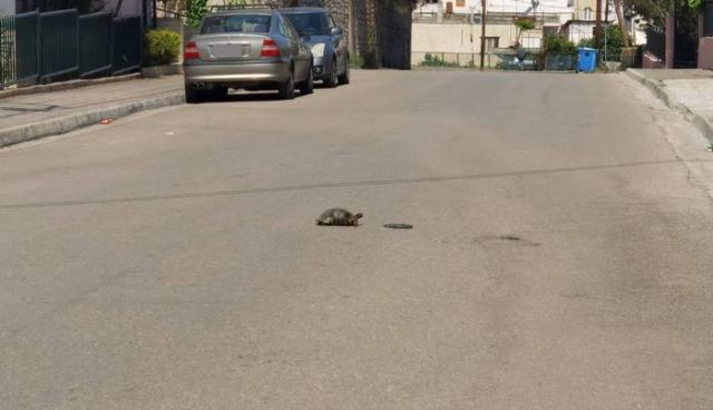 Λαμία: Χελωνίτσα έκανε βόλτες ανάμεσα στα αυτοκίνητα