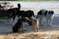 Δήμος Λαμιέων: Συνεδριάζει η Επιτροπή Παρακολούθησης Αδέσποτων Ζώων