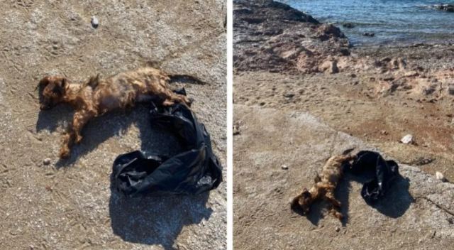 Απίστευτη κτηνωδία στη Βούλα: Πέταξαν σκύλο στη θάλασσα μέσα σε δεμένη σακούλα!