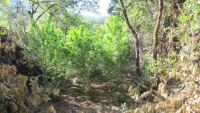 Στερεά: Πάνω από 2.200 χασισόδεντρα αποκαλύφθηκαν σε δύσβατη ορεινή περιοχή