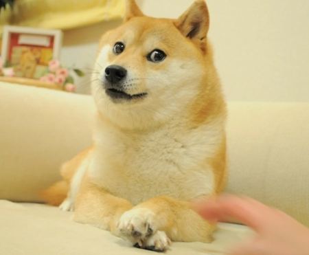 H Kabosu, η σκυλίτσα πίσω από το δημοφιλές meme, είναι σοβαρά άρρωστη με λευχαιμία