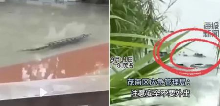 «Μείνετε σπίτια σας»: Συναγερμός στην Κίνα, 70 κροκόδειλοι το έσκασαν από εκτροφείο στη διάρκεια πλημμυρών