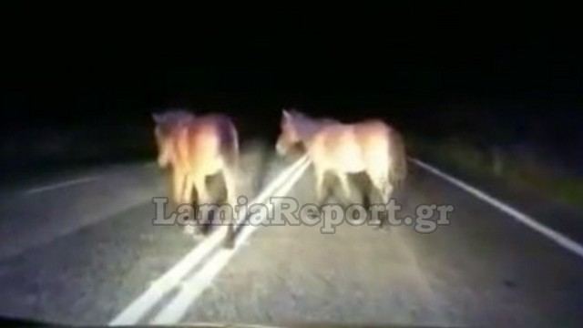 Φθιώτιδα: Δείτε ΒΙΝΤΕΟ με τα άλογα μέσα στο δρόμο - Οδηγοί προσοχή!