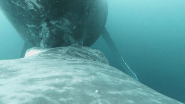 Σπάνιο βίντεο δείχνει μεγάπτερη φάλαινα να θηλάζει το μικρό της