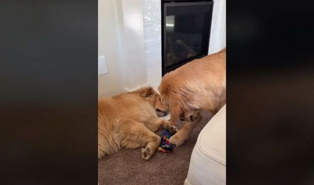 Άτακτος σκύλος έχει έναν έξυπνο τρόπο να κλέβει τα παιχνίδια του αδελφού του (ΒΙΝΤΕΟ)