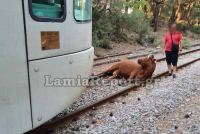 Φθιώτιδα: Τραίνο χτύπησε αγελάδα - Εκτροχιάστηκε λίγο πριν την Τιθορέα
