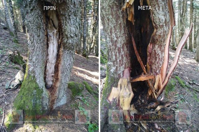 Επιχείρηση εξουδετέρωσης οβίδας που είχε σφηνωθεί σε δέντρο - Εικόνες