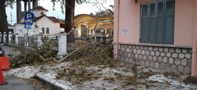 Έπεσε δέντρο στο ΣΣ Λιανοκλαδίου - Δείτε εικόνες