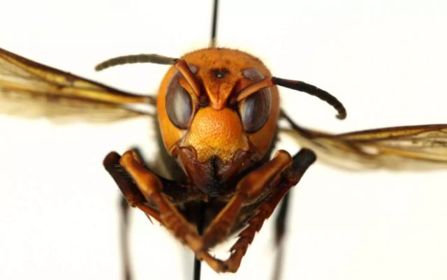 Συναγερμός για τις ασιατικές γιγαντιαίες σφήκες δολοφόνους μελισσών