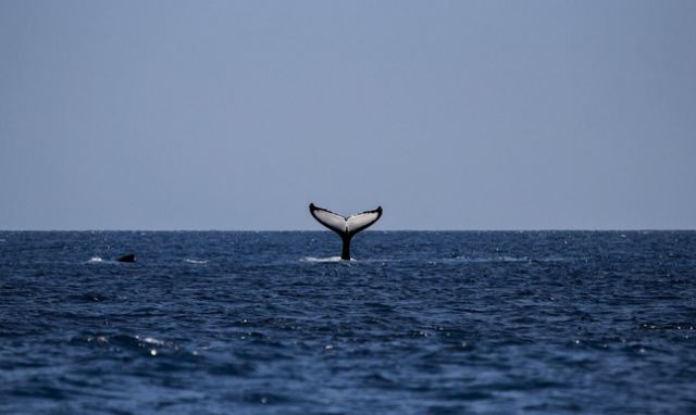 Φάλαινες κυνηγούν και κατασπαράζουν μεγάλο λευκό καρχαρία