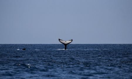 Φάλαινες κυνηγούν και κατασπαράζουν μεγάλο λευκό καρχαρία
