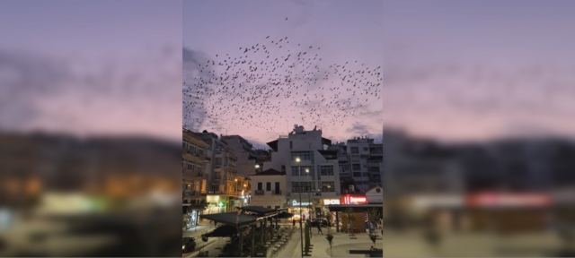 Λαμία: Ο χορός των πουλιών την ώρα που δύει ο ήλιος πάνω από την Πλατεία Πάρκου - ΒΙΝΤΕΟ