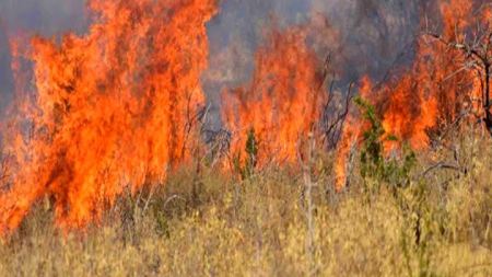 Σαράντα πέντε δασικές πυρκαγιές το τελευταίο 24ωρο σε όλη την Ελλάδα