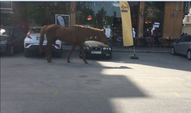 Άλογο στη Λάρισα, βγήκε για… ψώνια (ΒΙΝΤΕΟ-ΦΩΤΟ)