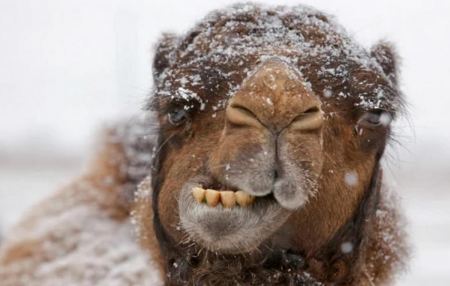 Viral: Καμήλα βλέπει για πρώτη φορά χιόνι και χοροπηδάει!