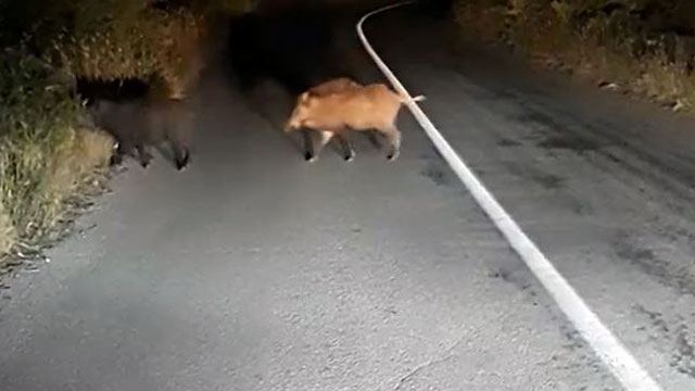 Αγριογούρουνα κάνουν βόλτες στους δρόμους της δυτικής Φθιώτιδας