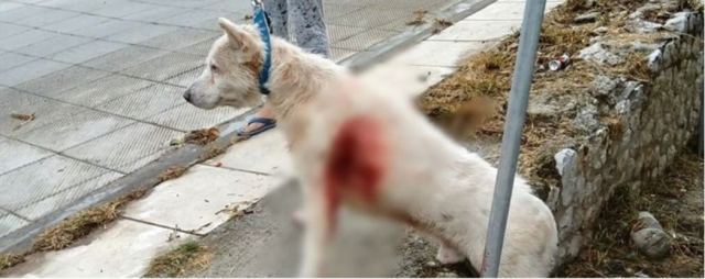 Αρειος Πάγος: Αυτόφωρη διαδικασία και συλλήψεις για τη βάναυση κακοποίηση ζώων