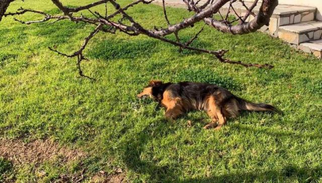 Δηλητηρίασαν δεσποζόμενα σκυλιά στο ΣΣ Λιανοκλαδίου