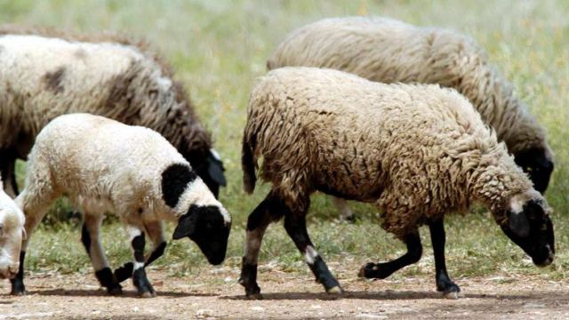 Ένα πρόβατο με...GPS &quot;έδειξε&quot; τους ζωοκλέφτες!
