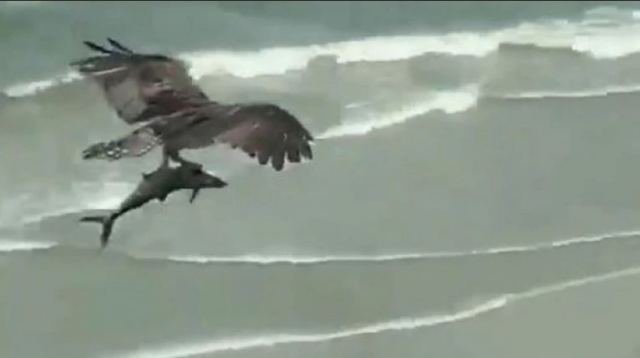 Αετός αρπάζει με τα νύχια του τεράστιο ψάρι μέσα από την θάλασσα και τον σηκώνει στον αέρα- Το βίντεο έγινε viral