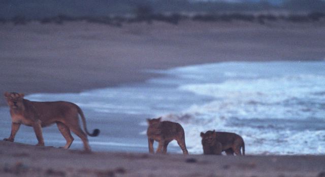 Τα λιοντάρια της Ινδίας προτιμούν πλέον την παραλία και όχι τη ζούγκλα