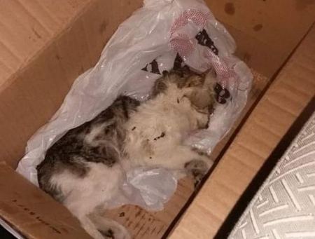 Λαμία: Δολοφόνησαν γατάκι με φρικτό τρόπο