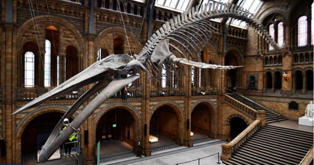 Εντυπωσιακές εικόνες: Ο καθαρισμός του μεγαλύτερου σκελετού μπλέ φάλαινας στον κόσμο σε μουσείο