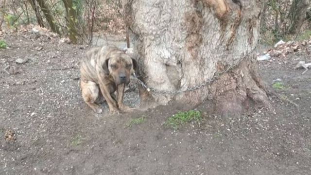 Φθιώτιδα: Κατηγορείται ότι άφησε το σκύλο του δεμένο σε δέντρο και πέθανε