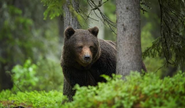 Συναγερμός στην Ιαπωνία για αυξανόμενες επιθέσεις αρκούδων – Με κουδούνια πηγαίνουν τα παιδιά στο σχολείο