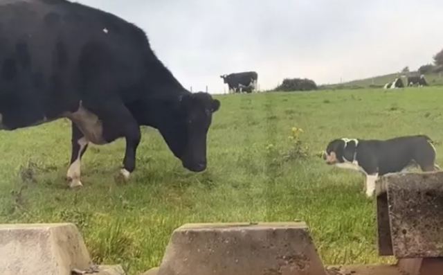Bulldog θέλει να είναι αγελάδα και γίνεται viral